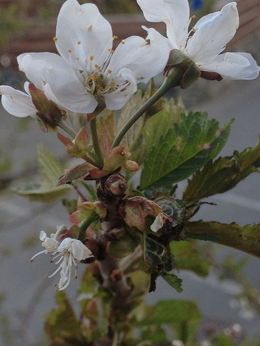 kirsebærblom mai 13