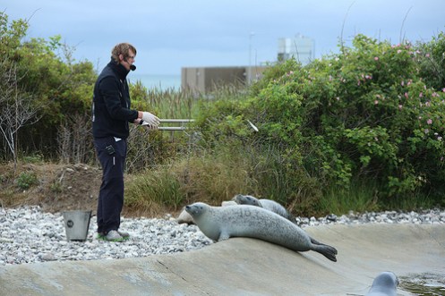 mating av sel Hirtshals