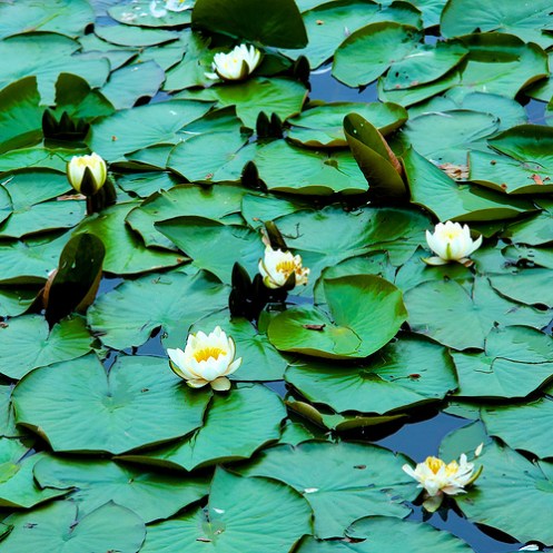 Vannliljer breiavarnet