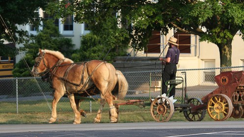 Amishmann med hest