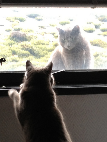 katt ser katt gjennom vindu