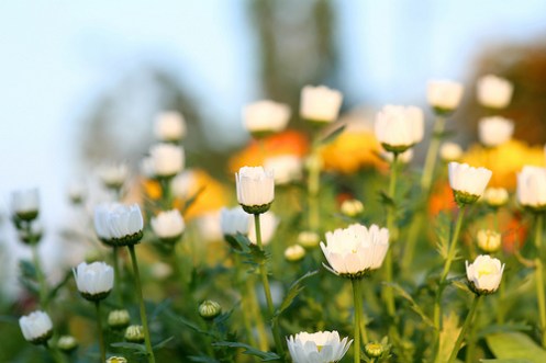 prestekragar eller liknande