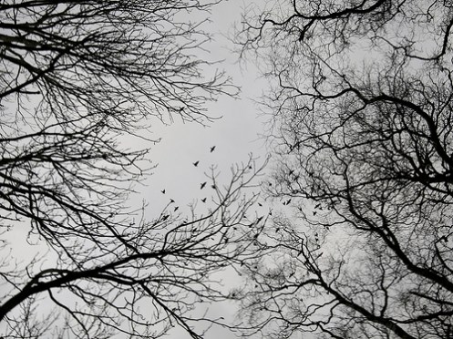 trekroner og fuglar 2