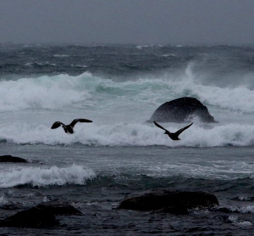 fuglar og grøn bølge Hå gamle 1.feb