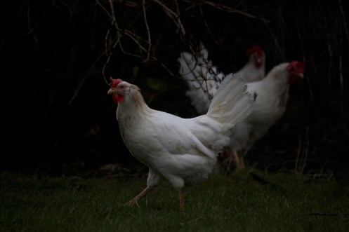 Høner på Hognestad