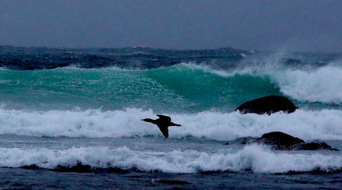 svart fugl og grøn bølge. Hå gamle