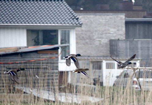 flygande ender i mars