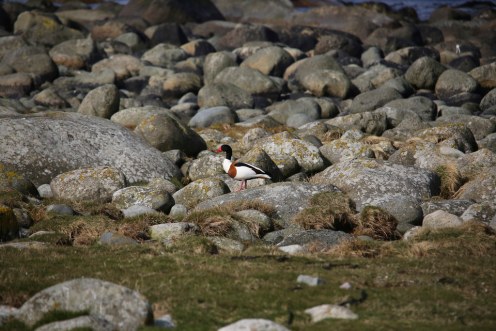 13893137175_4b8d77700a_b