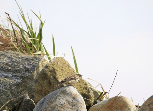 13893167305_59998e0e87_b kopi