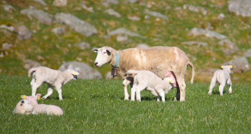 13903513802_9bfc08446f_b