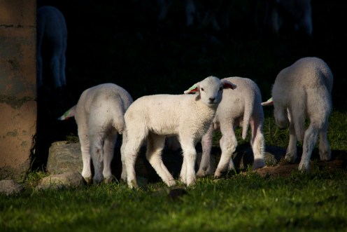 13903576491_8a15a1e9bc_b