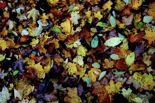 15299736458_95250fc094_k