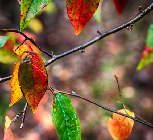 15675049329_941f2a5598_k