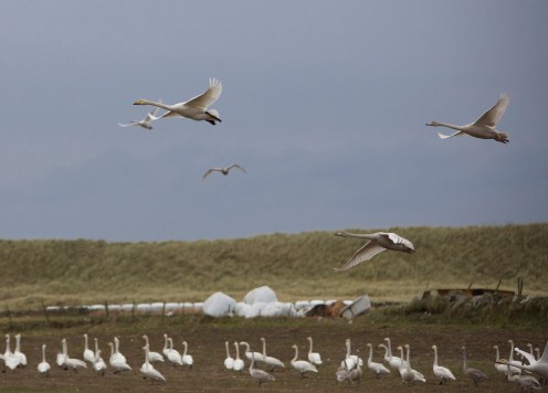 15826952296_7a41dca61d_k(2)