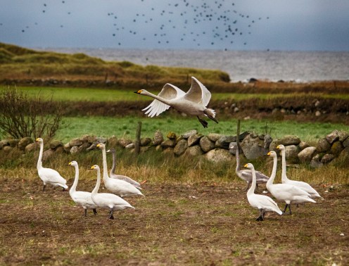 15852742005_e01ba99b85_k