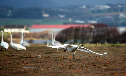 15964613201_ed87e0cd5f_o