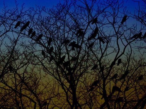 15965998482_08bee3f558_b