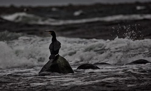 16202213166_c5649ccd08_o