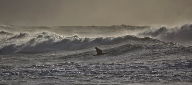 16253682211_219cdca799_o