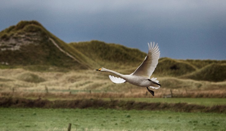 15230456734_4082da1f7d_o