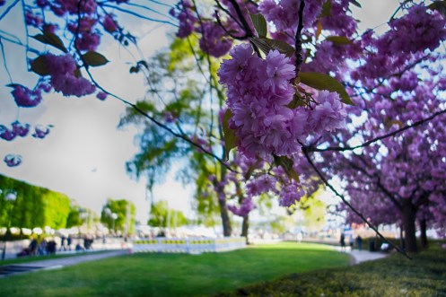 17645949379_9ef727622c_o