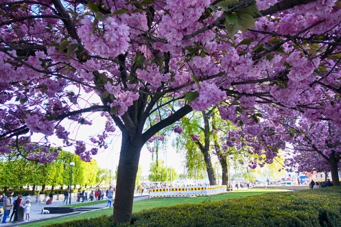 17645960279_d757c56f48_o