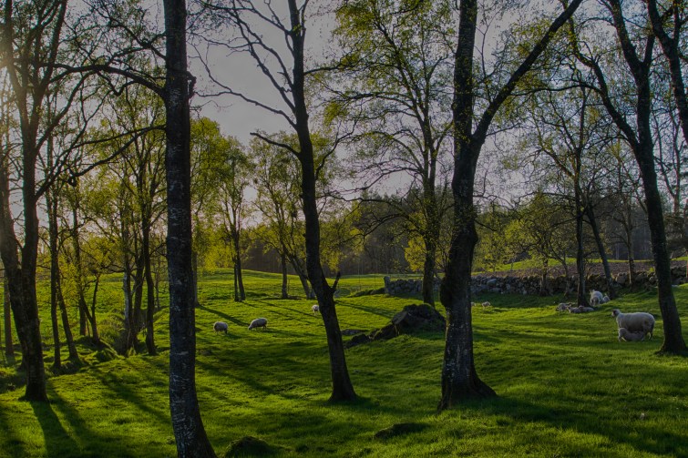 17211858883_84a7eaf0f9_o