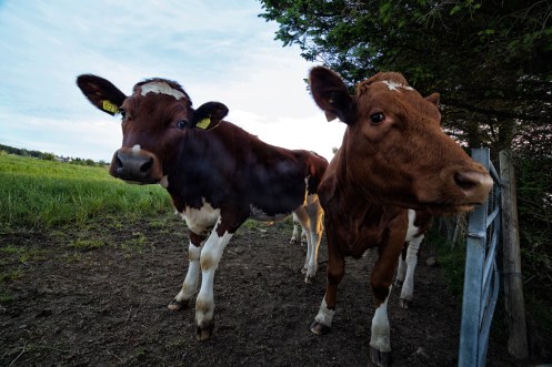 18854306006_43d684e8a2_o