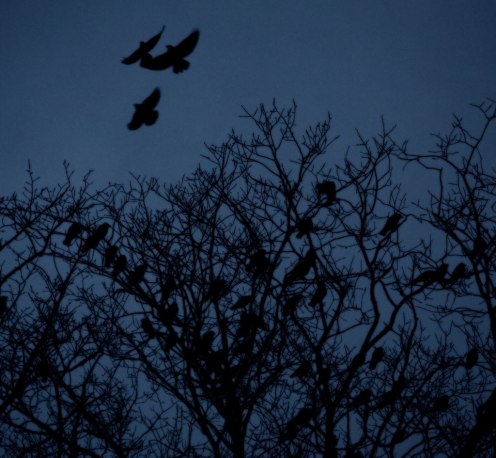 15343295714_7d72d33211_o(1)