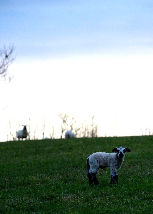 26193564274_ab3934baff_o