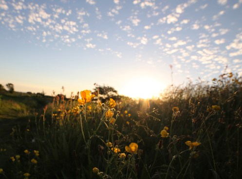 19338560811_1ff5562e08_o