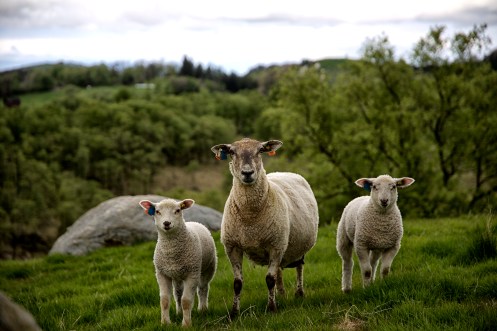 27073953985_b5195eda41_o(1)