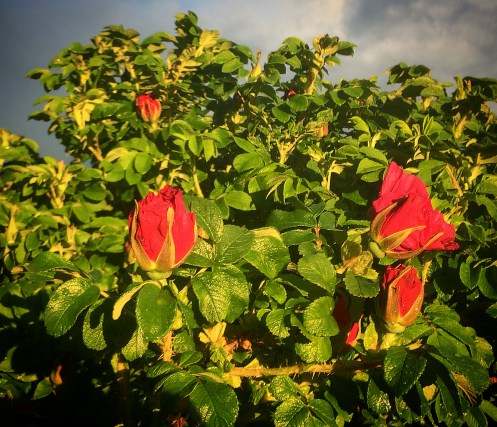 43B370E2-E584-48A7-8644-AA3BC3DA550D