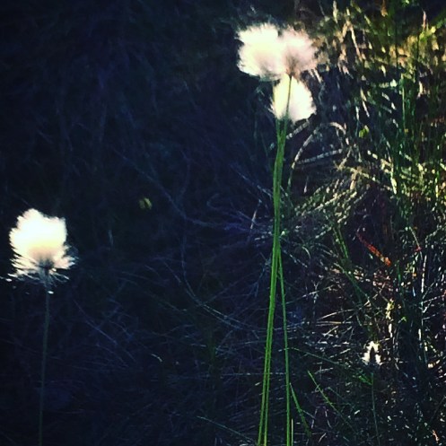 2CFAEF5E-0BF6-4408-A27A-92874DF05364