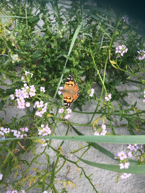 C8C45B5B-1312-40E5-A8ED-F066F4D506BB