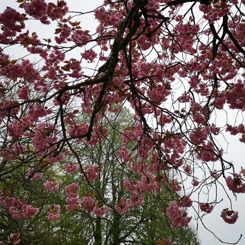 IMG_20190430_201235_905