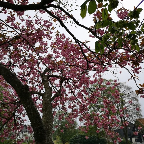 IMG_20190430_201323_300