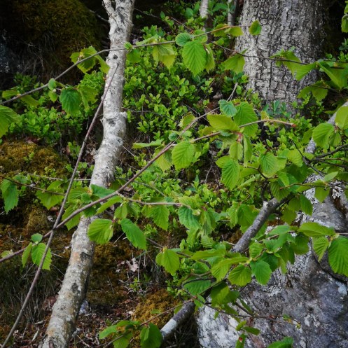 IMG_20190504_223644_302