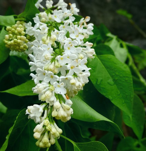 IMG_20190510_175959_742