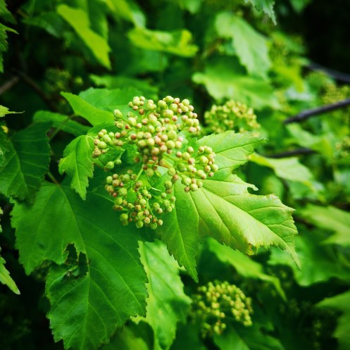 IMG_20190512_182150_233