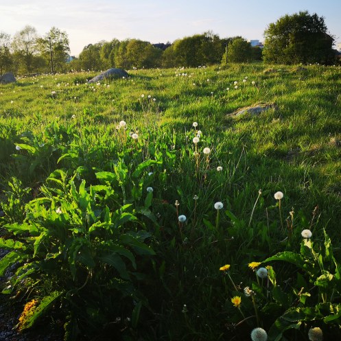 IMG_20190518_223541_617