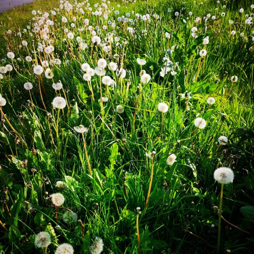 IMG_20190519_215755_274