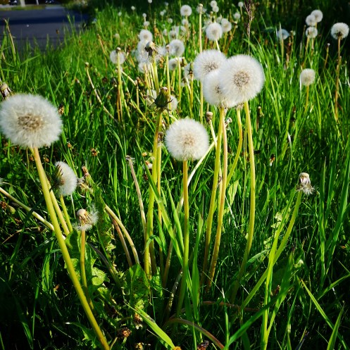 IMG_20190519_215953_336