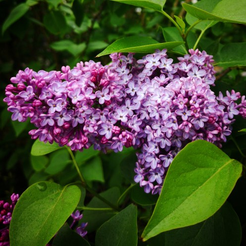 IMG_20190525_213901_517