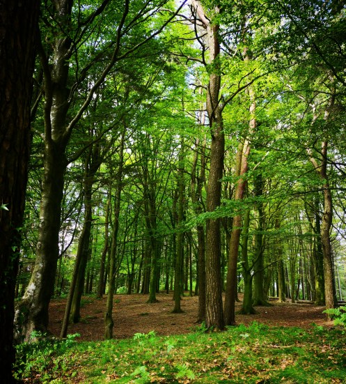 IMG_20190528_184254_573