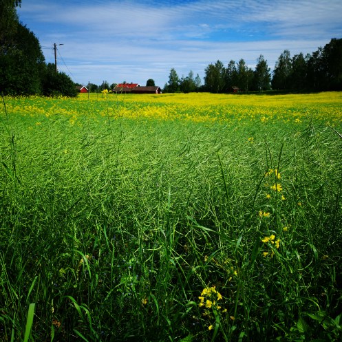 IMG_20190623_203303_977