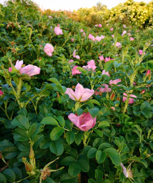 IMG_20190627_231236_384