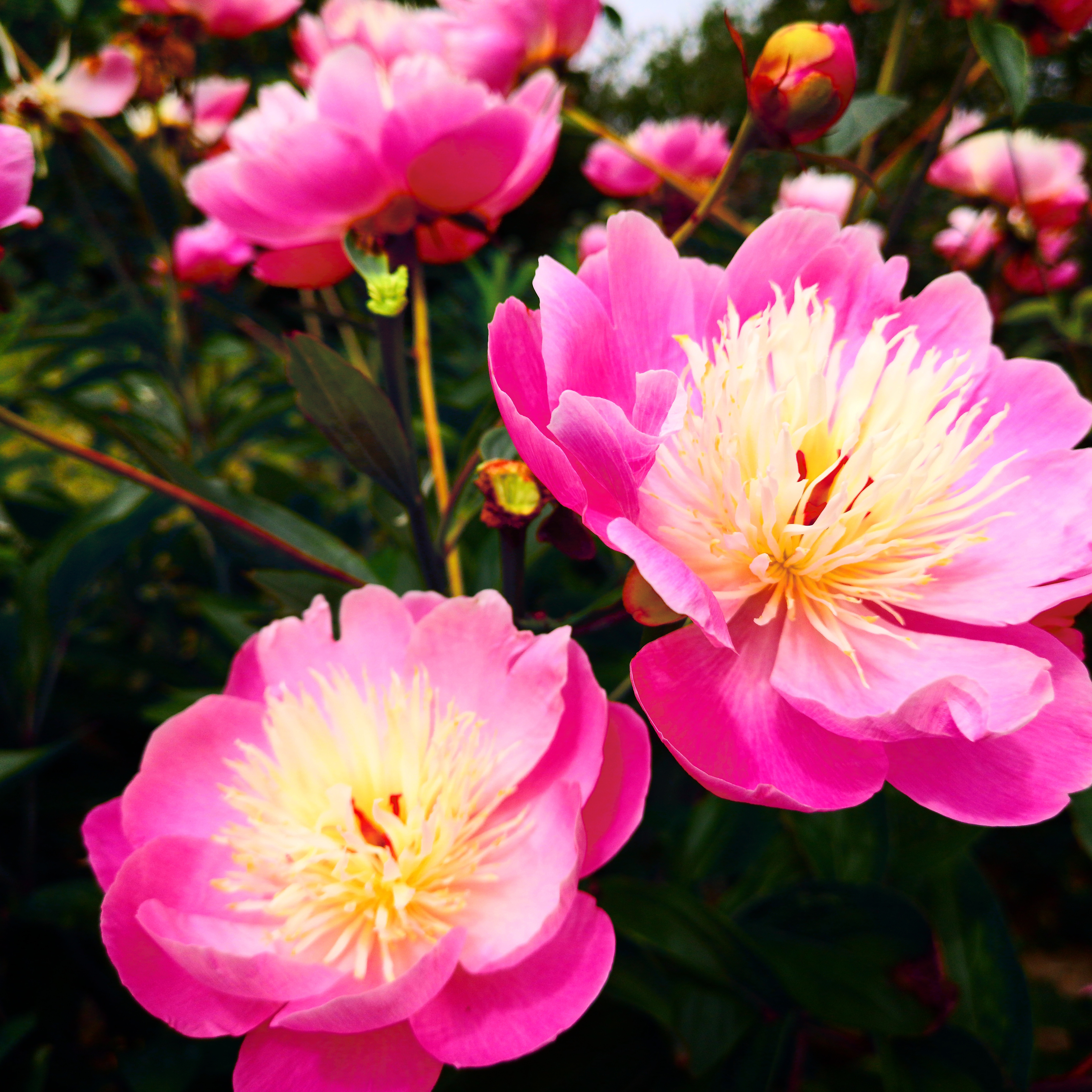 IMG_20190629_125829_085